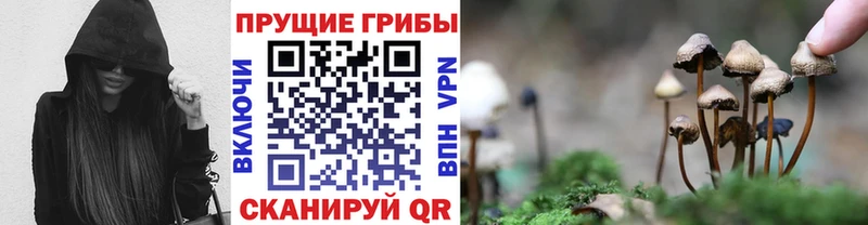 Купить где  Луза  Псилоцибиновые грибы Psilocybe 